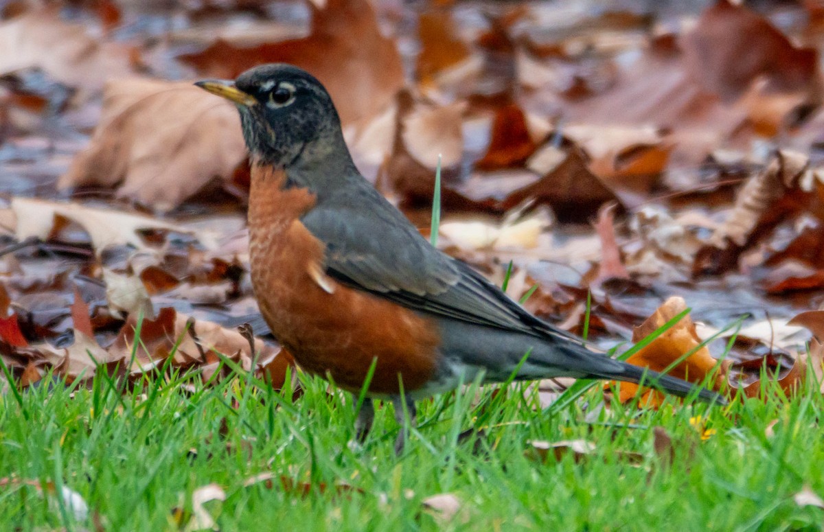 American Robin - ML645460047