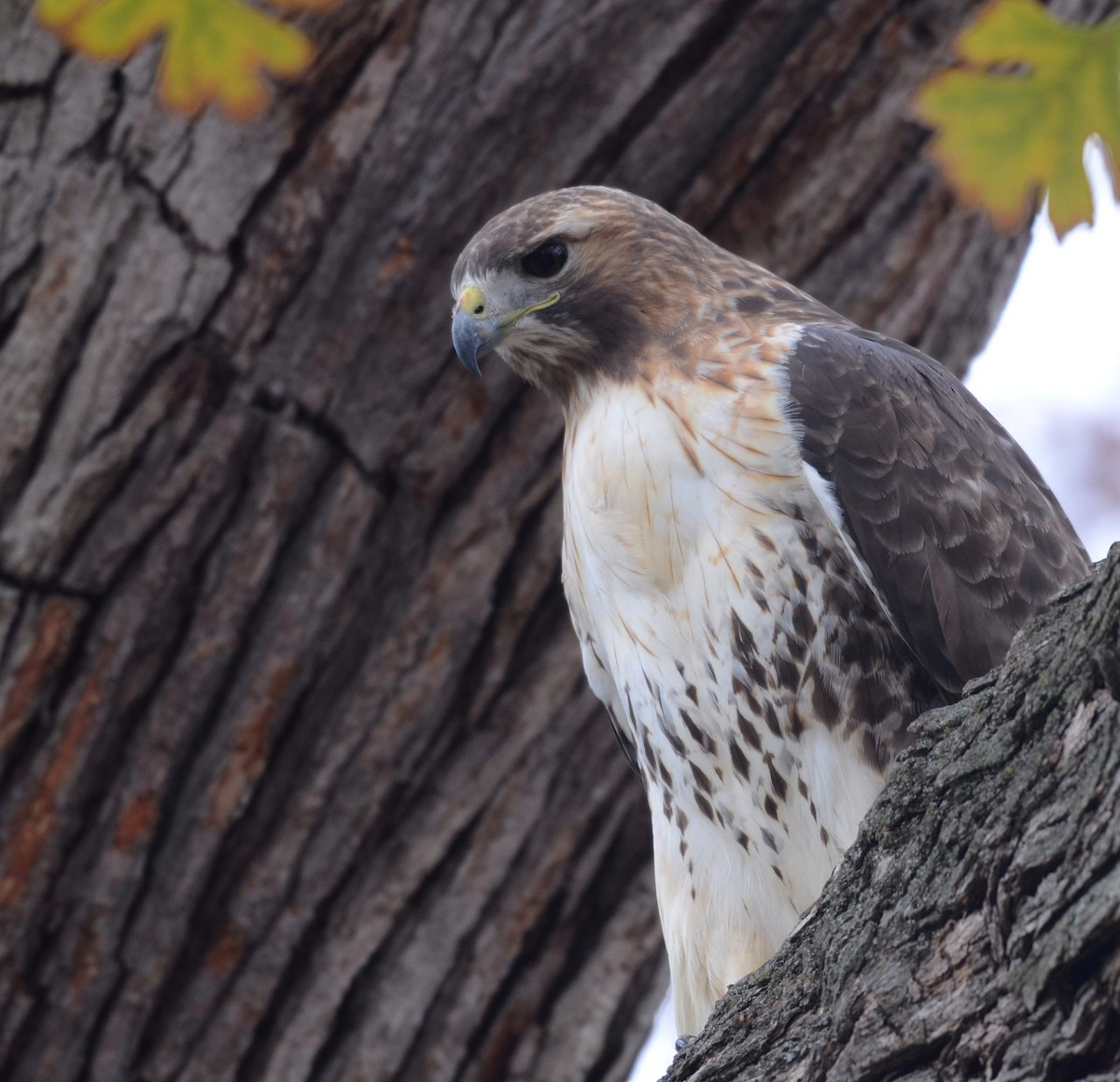 アカオノスリ - ML645460057