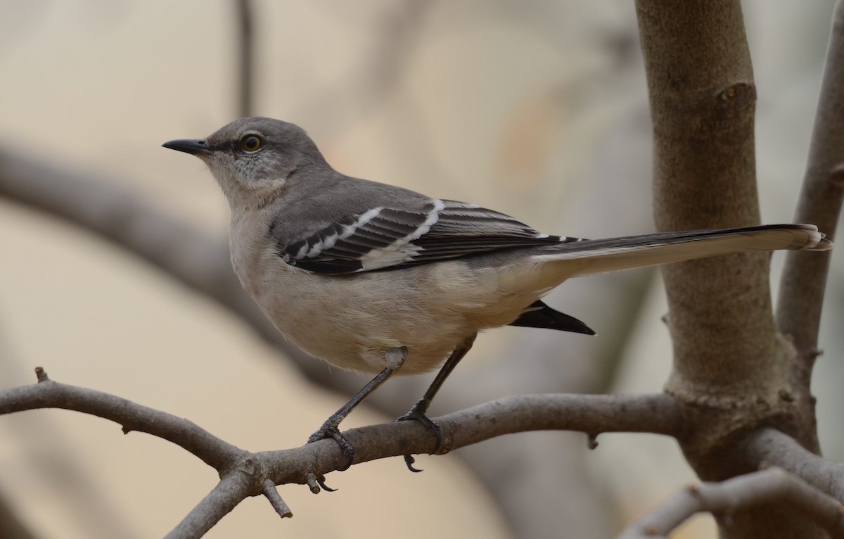 マネシツグミ - ML645460064