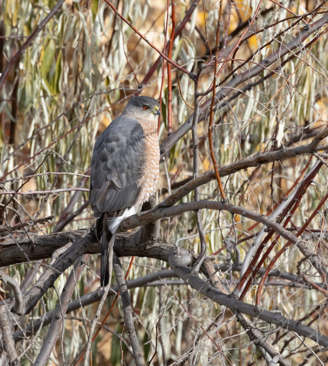 Cooper's Hawk - ML645460068