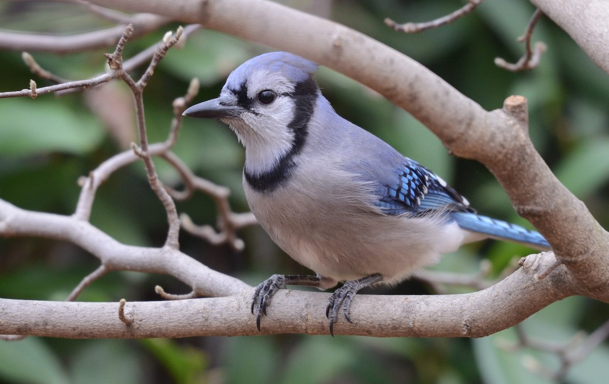 アオカケス - ML645460069