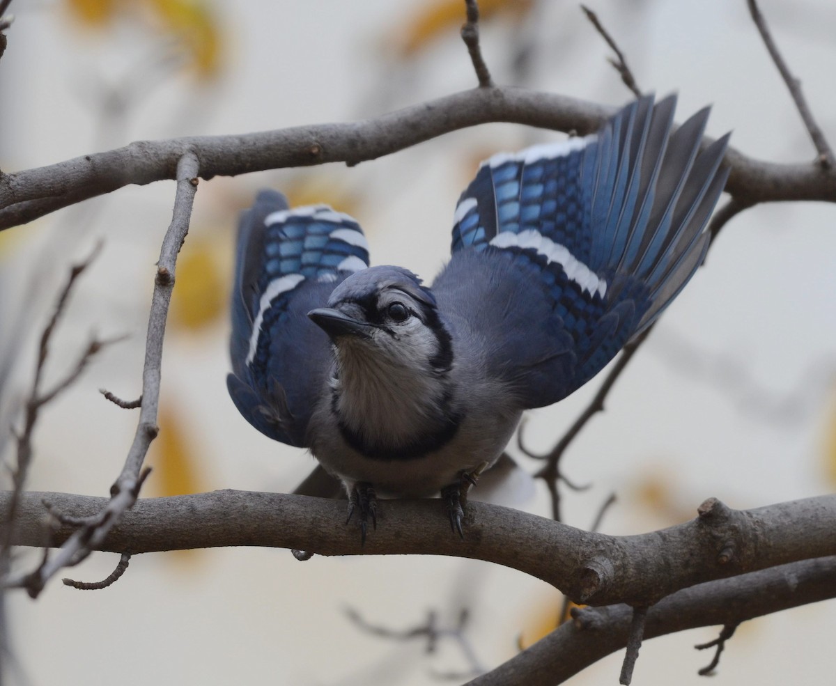 アオカケス - ML645460072