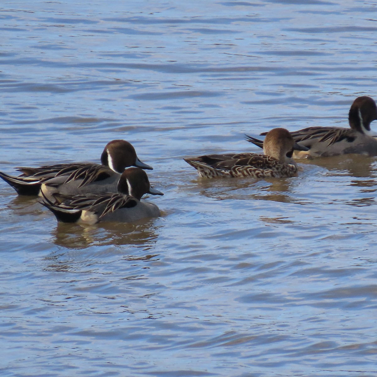 Northern Pintail - ML645460075
