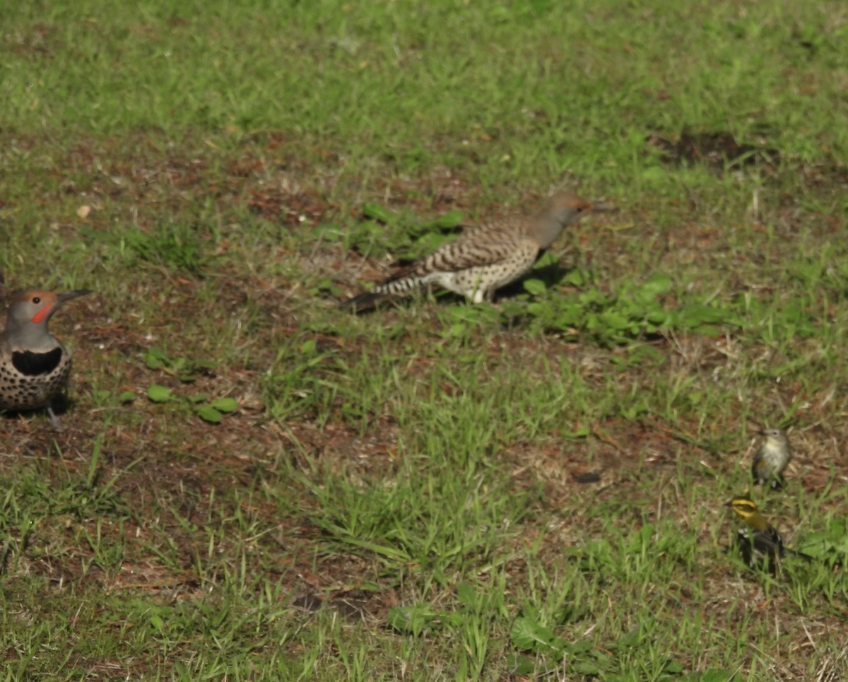 Northern Flicker - ML645460083