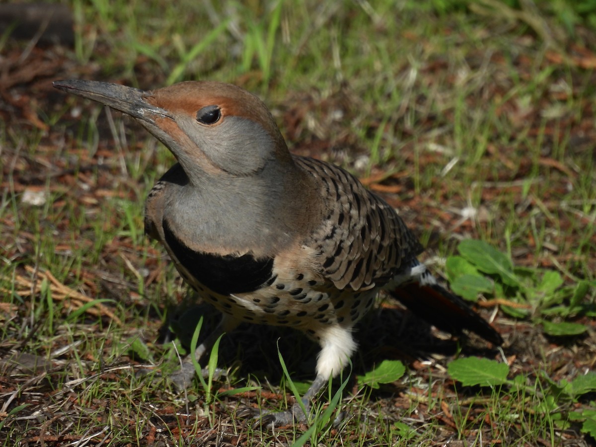 Northern Flicker - ML645460084