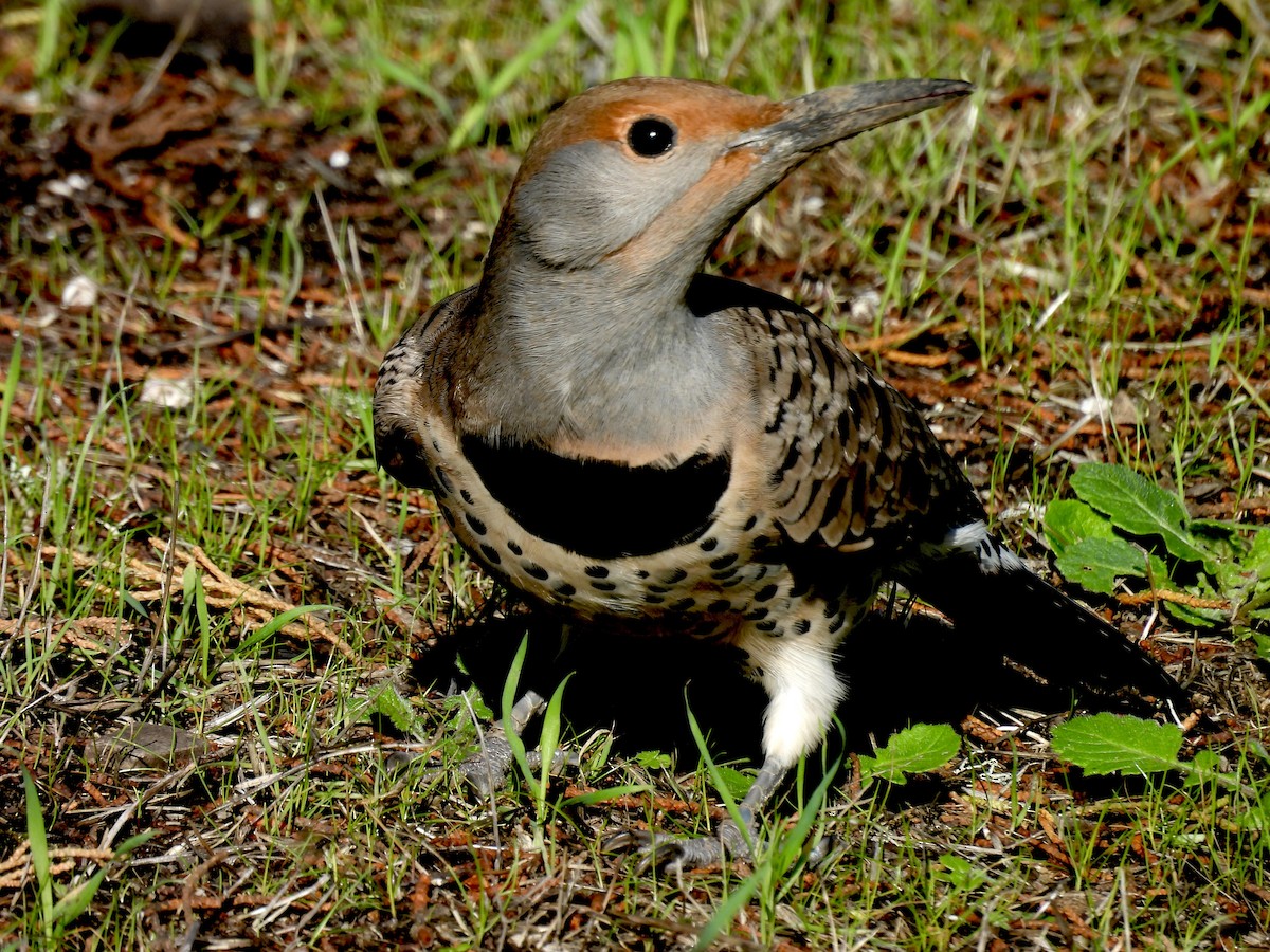 Northern Flicker - ML645460086