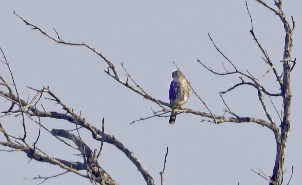 Merlin (Taiga) - ML645460091