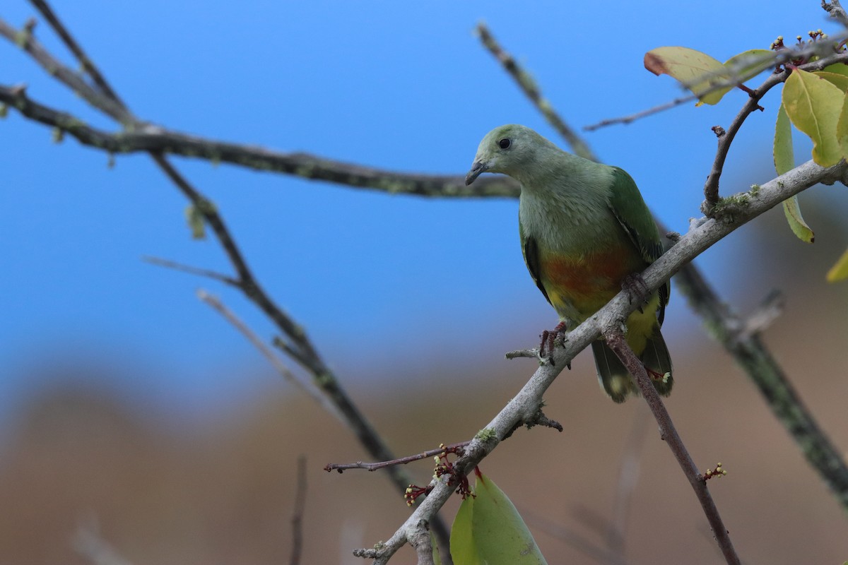 hvitkronefruktdue - ML645460095