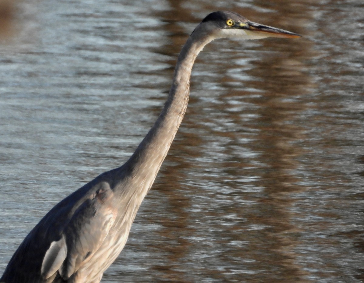 Great Blue Heron - ML645460098