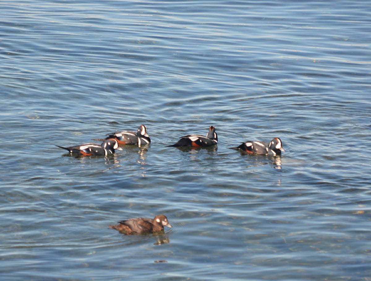 Ahate arlekina - ML645460111