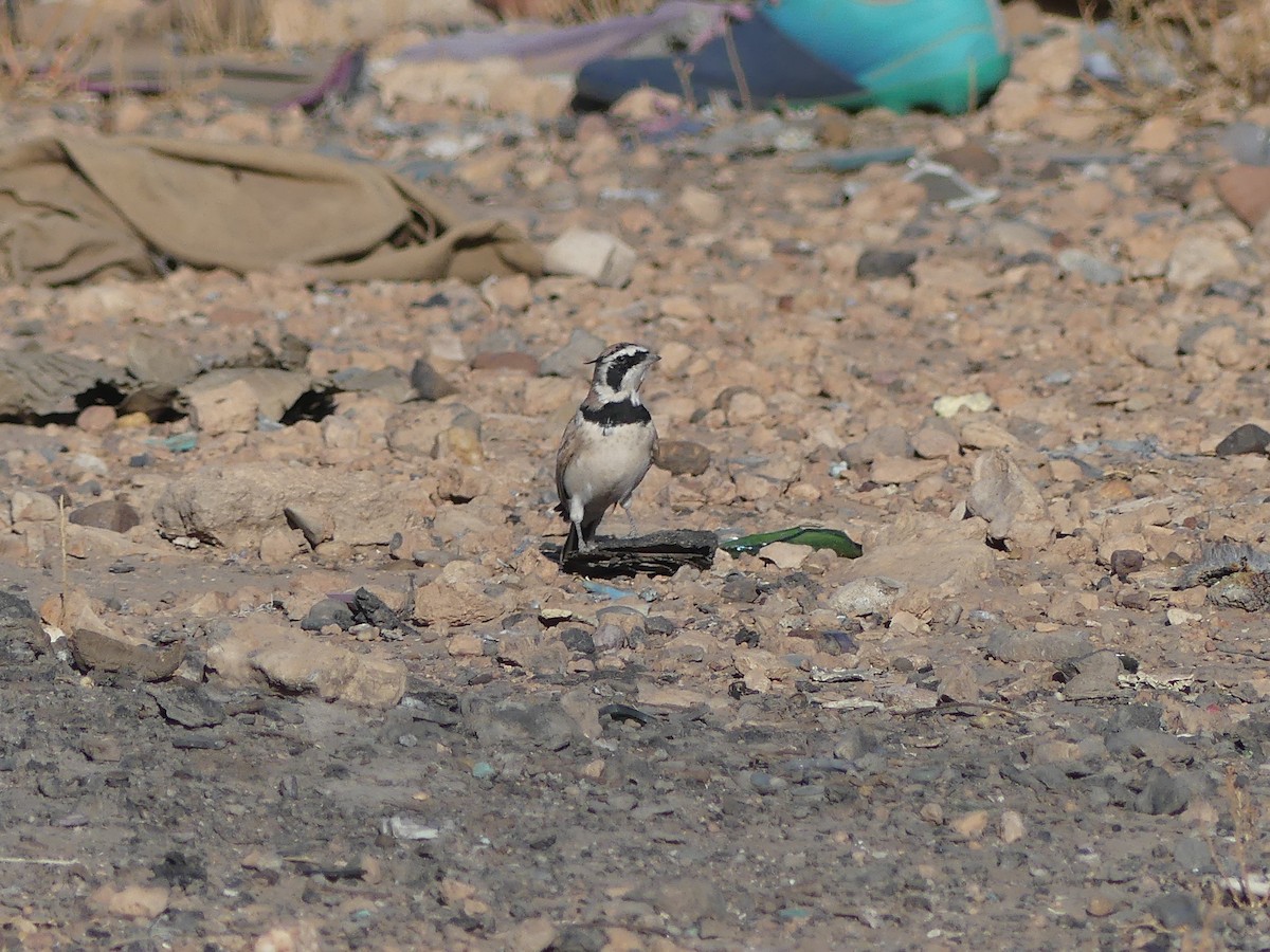 Temminck's Lark - ML645460112