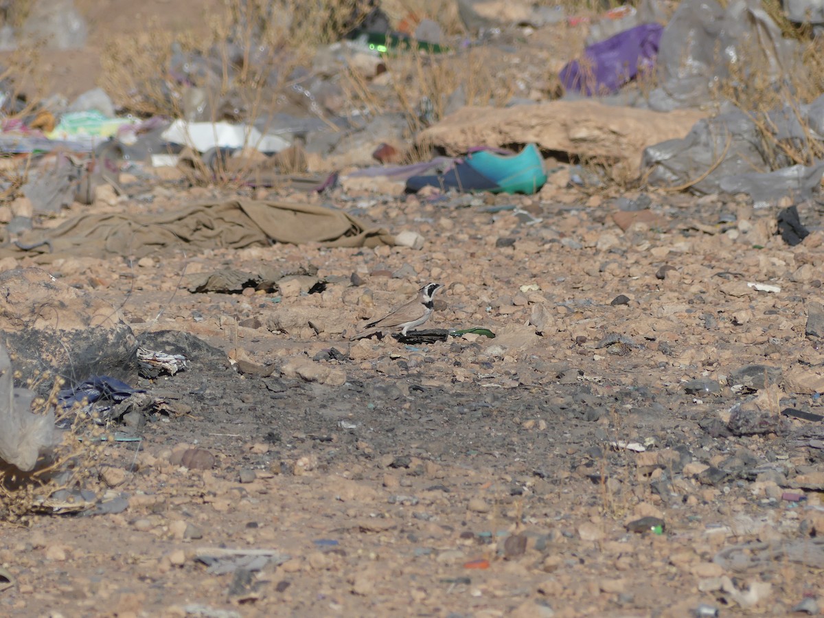 Temminck's Lark - ML645460113