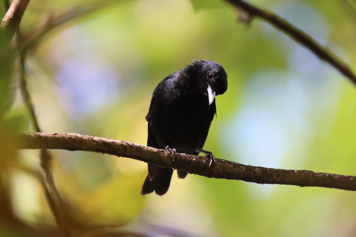 Marquesan Monarch - ML645460115