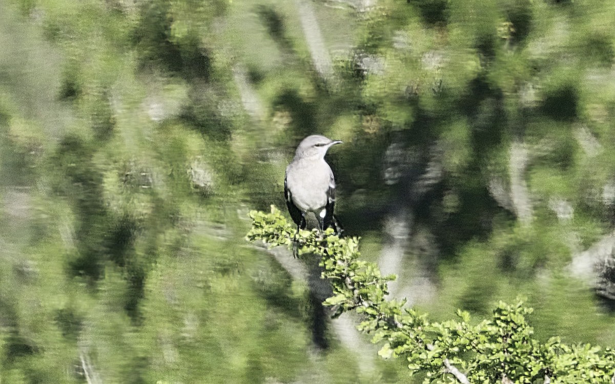 Northern Mockingbird - ML645460116