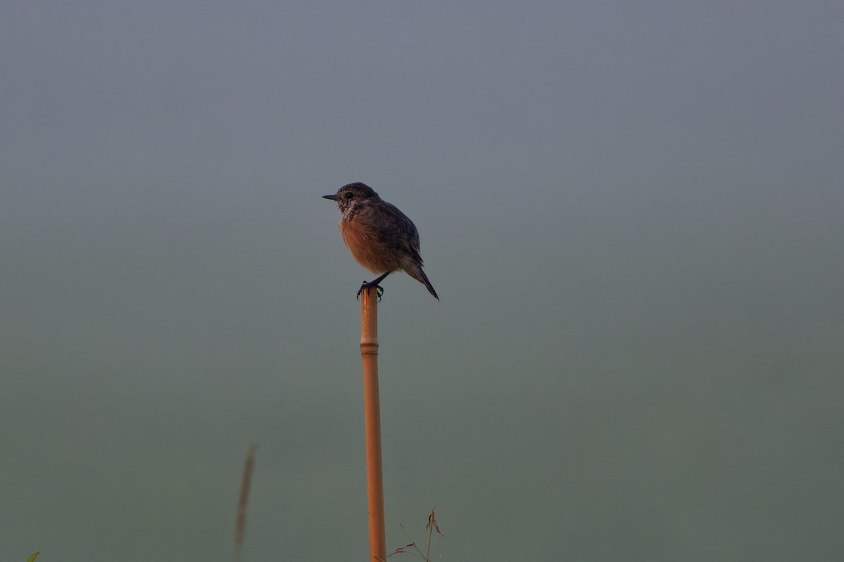 European Stonechat - ML645460134