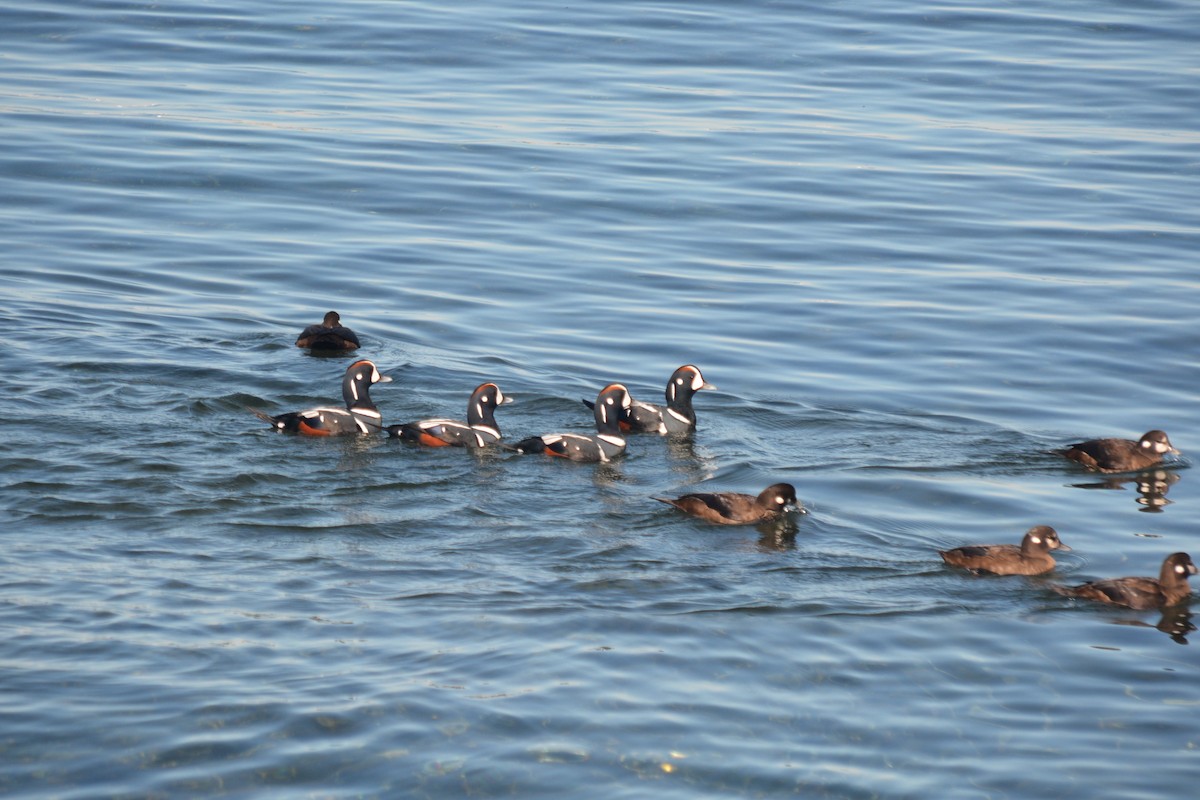 Ahate arlekina - ML645460139