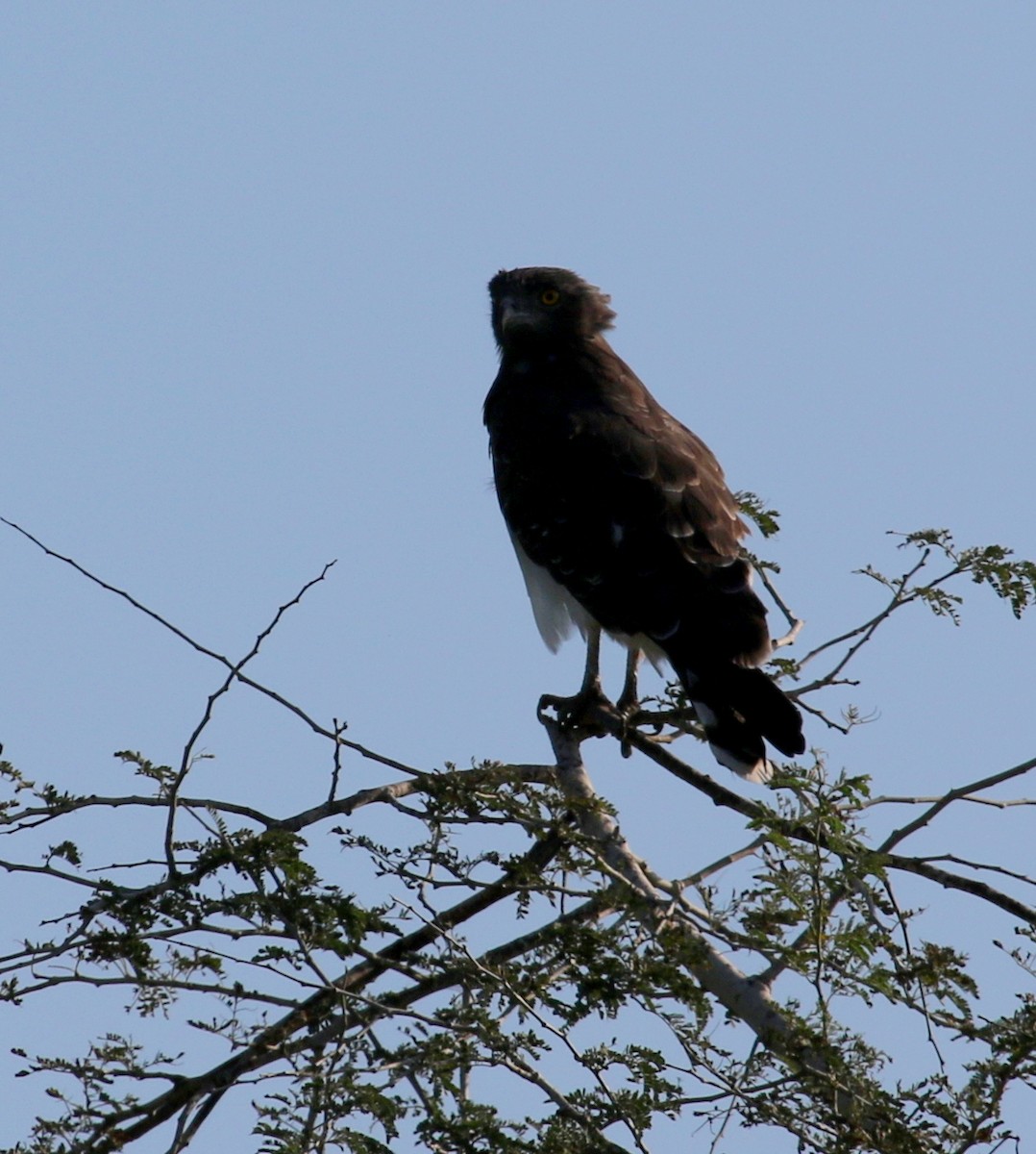 Black-chested Snake-Eagle - ML645460143
