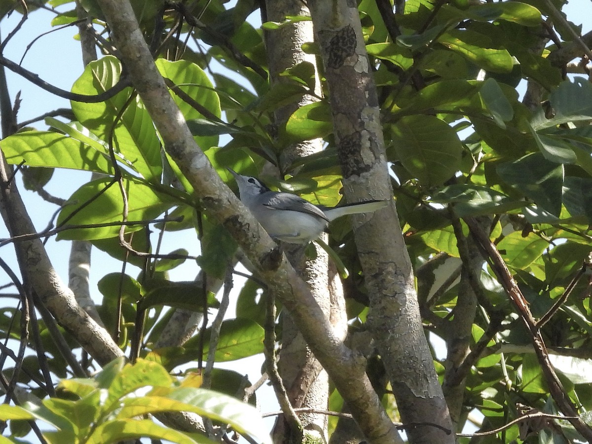 White-browed Gnatcatcher - ML645460162