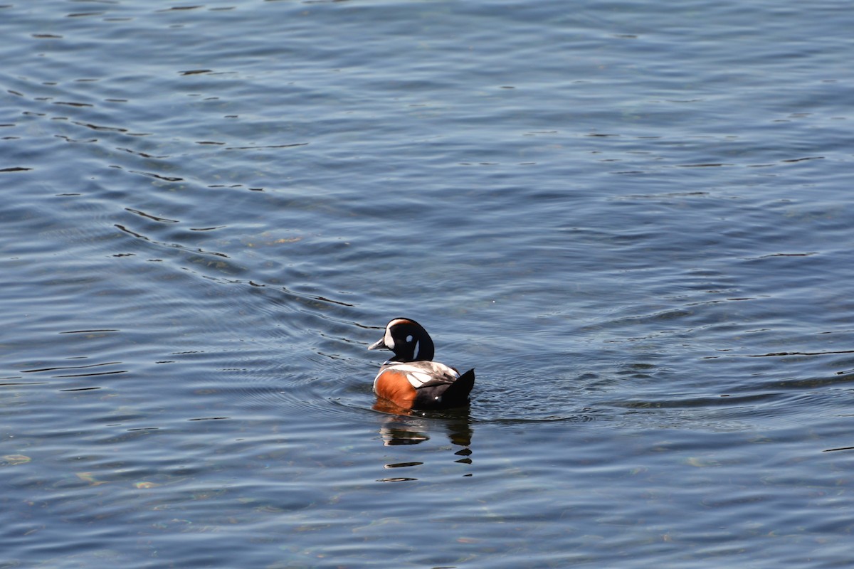 Ahate arlekina - ML645460165