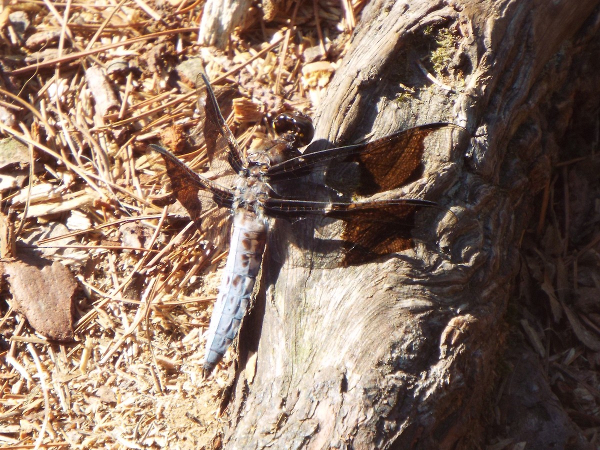 Common Whitetail - ML645460173