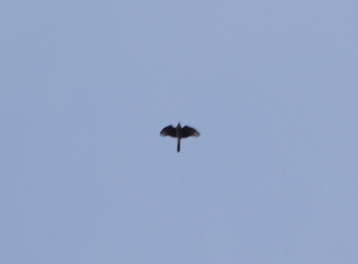 Cooper's Hawk - ML645460176