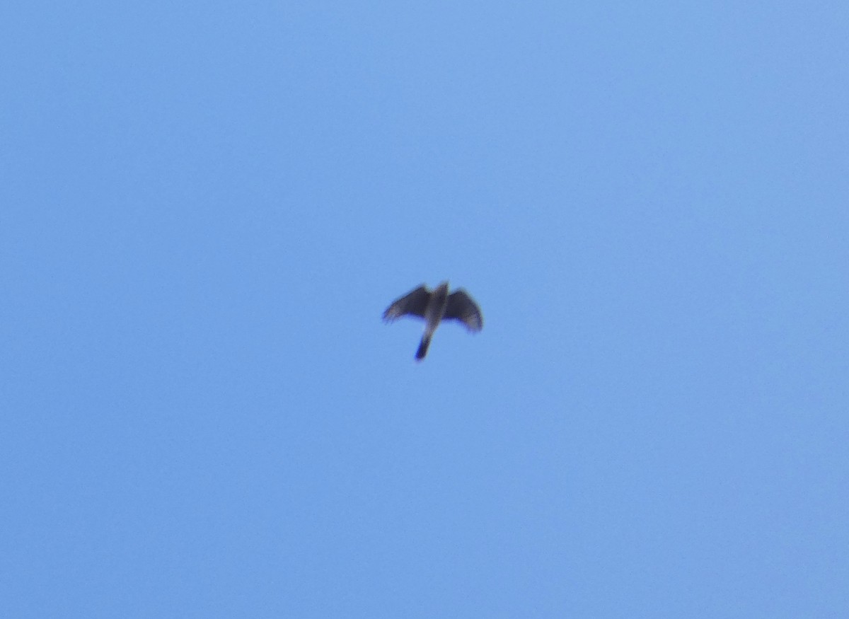 Cooper's Hawk - ML645460177