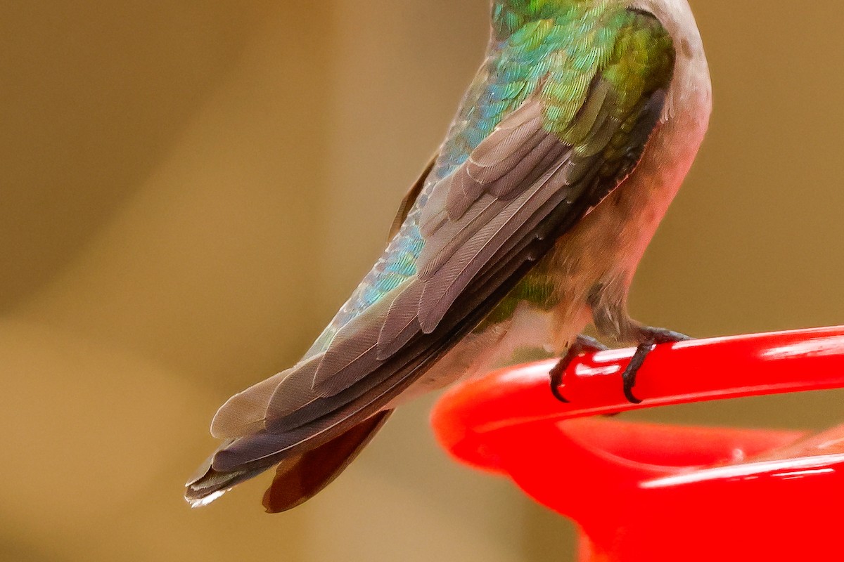 Рубиновогорлый колибри - ML645460182