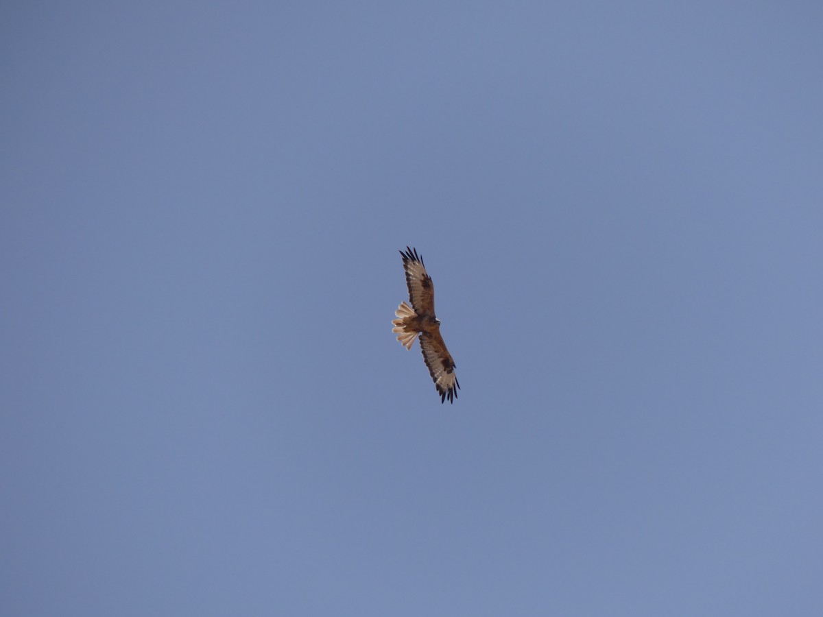 Long-legged Buzzard - ML645460210