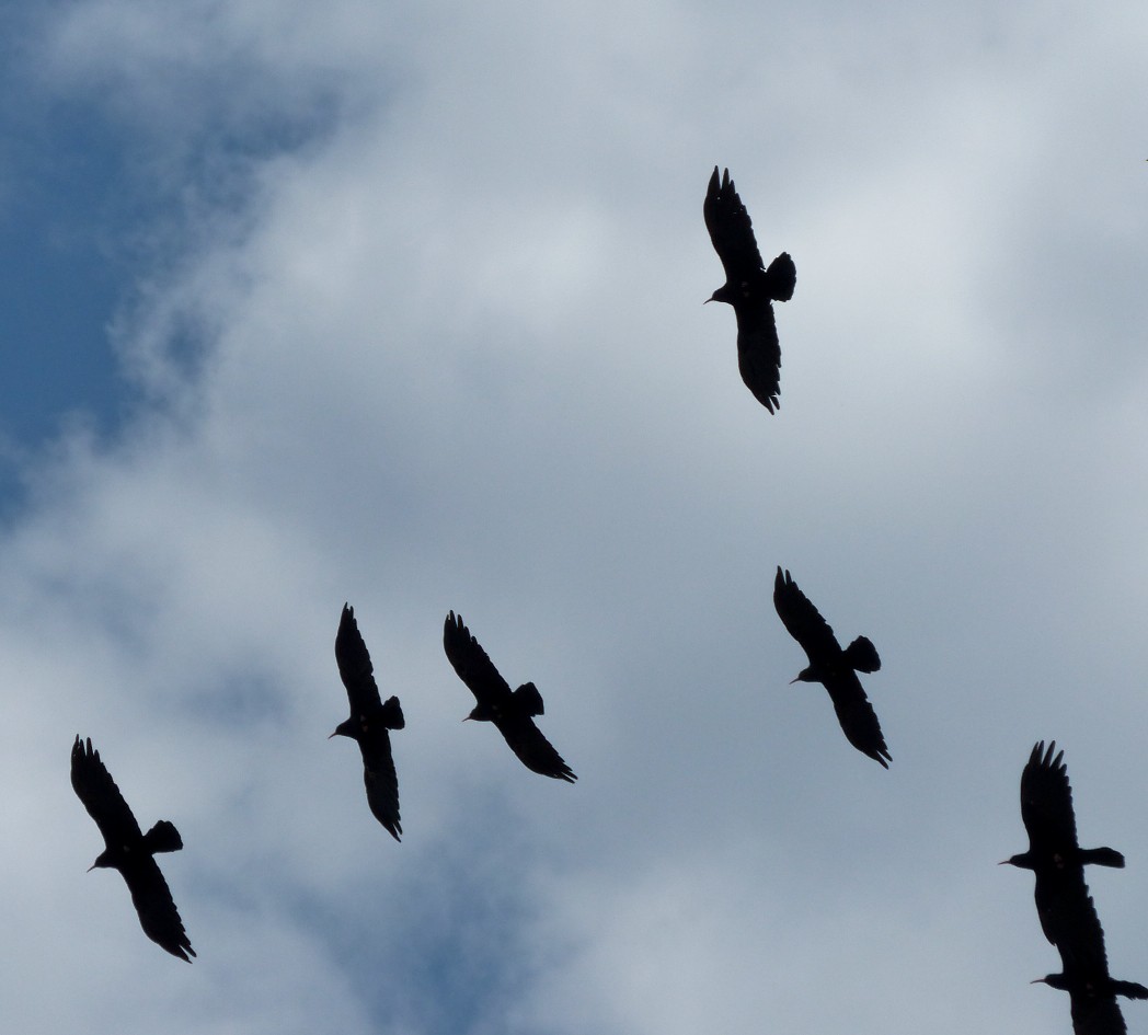 ベニハシガラス - ML645460214