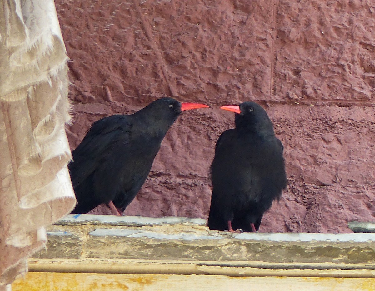 ベニハシガラス - ML645460216