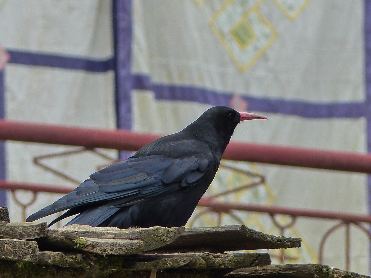 ベニハシガラス - ML645460217