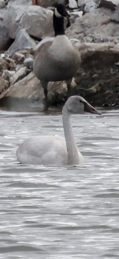 Tundra Swan - ML645460219