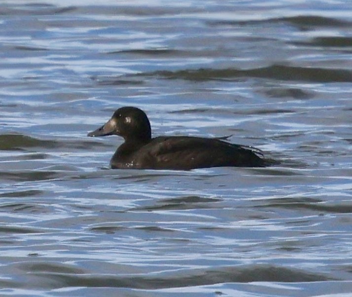 White-winged Scoter - ML645460222