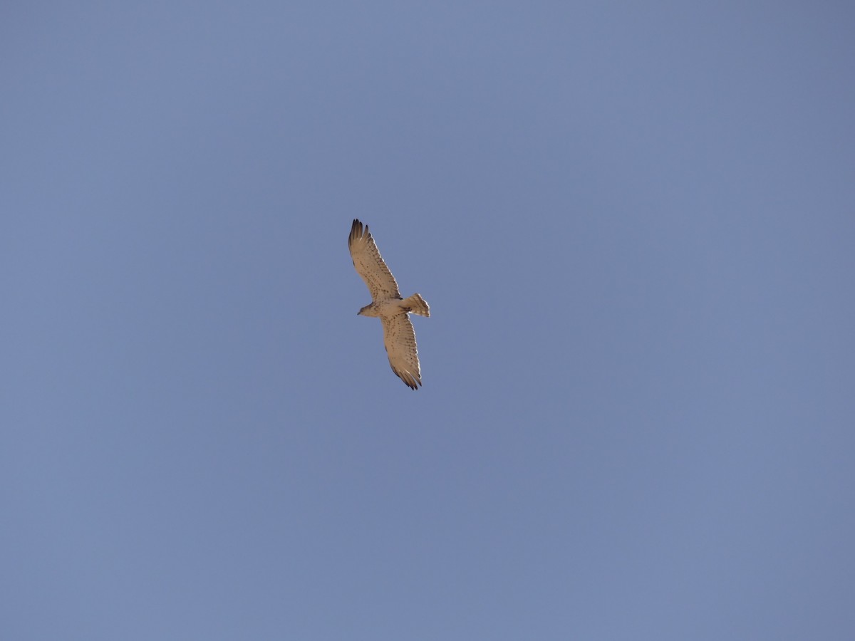 orlík krátkoprstý - ML645460226