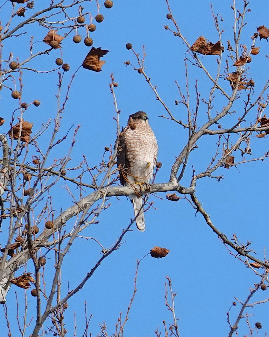 Cooper's Hawk - ML645460228