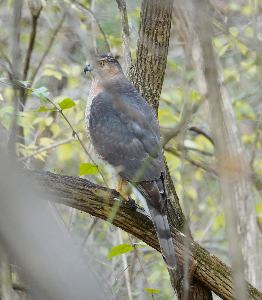 Cooper's Hawk - ML645460229