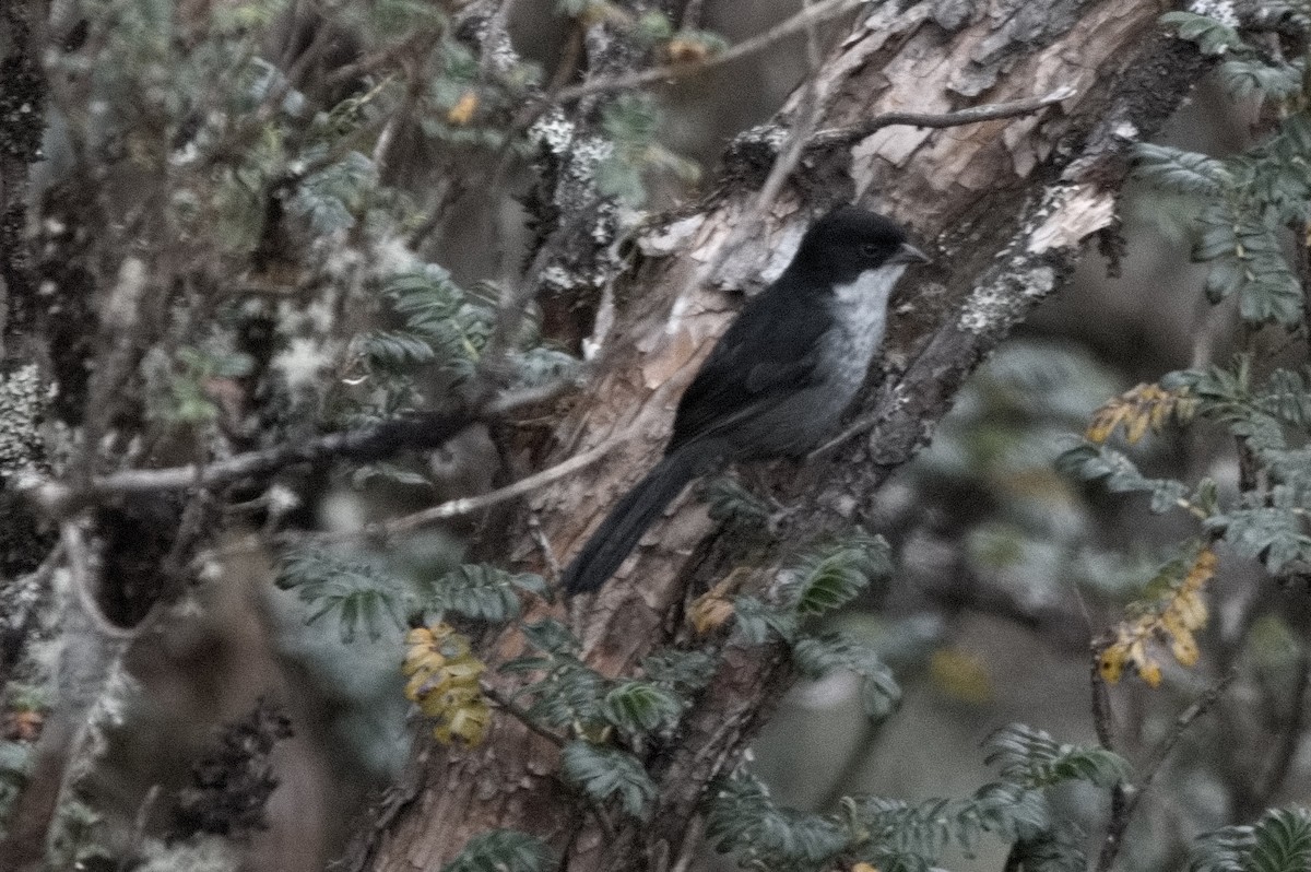 Black-backed Bush Tanager - ML645460236