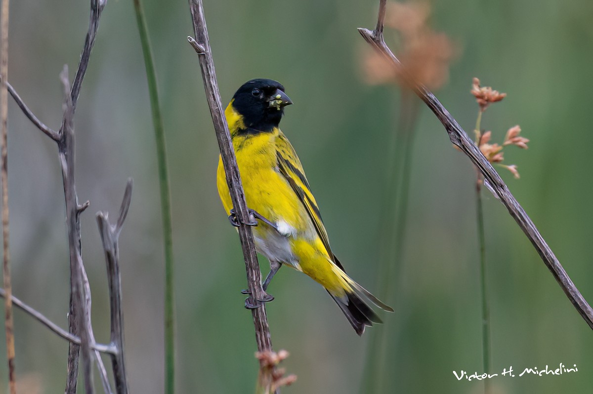 Hooded Siskin - ML645460240
