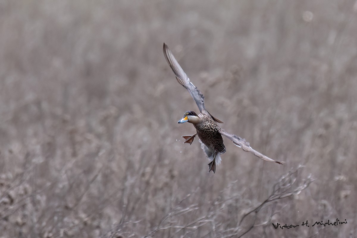 Silver Teal - ML645460244