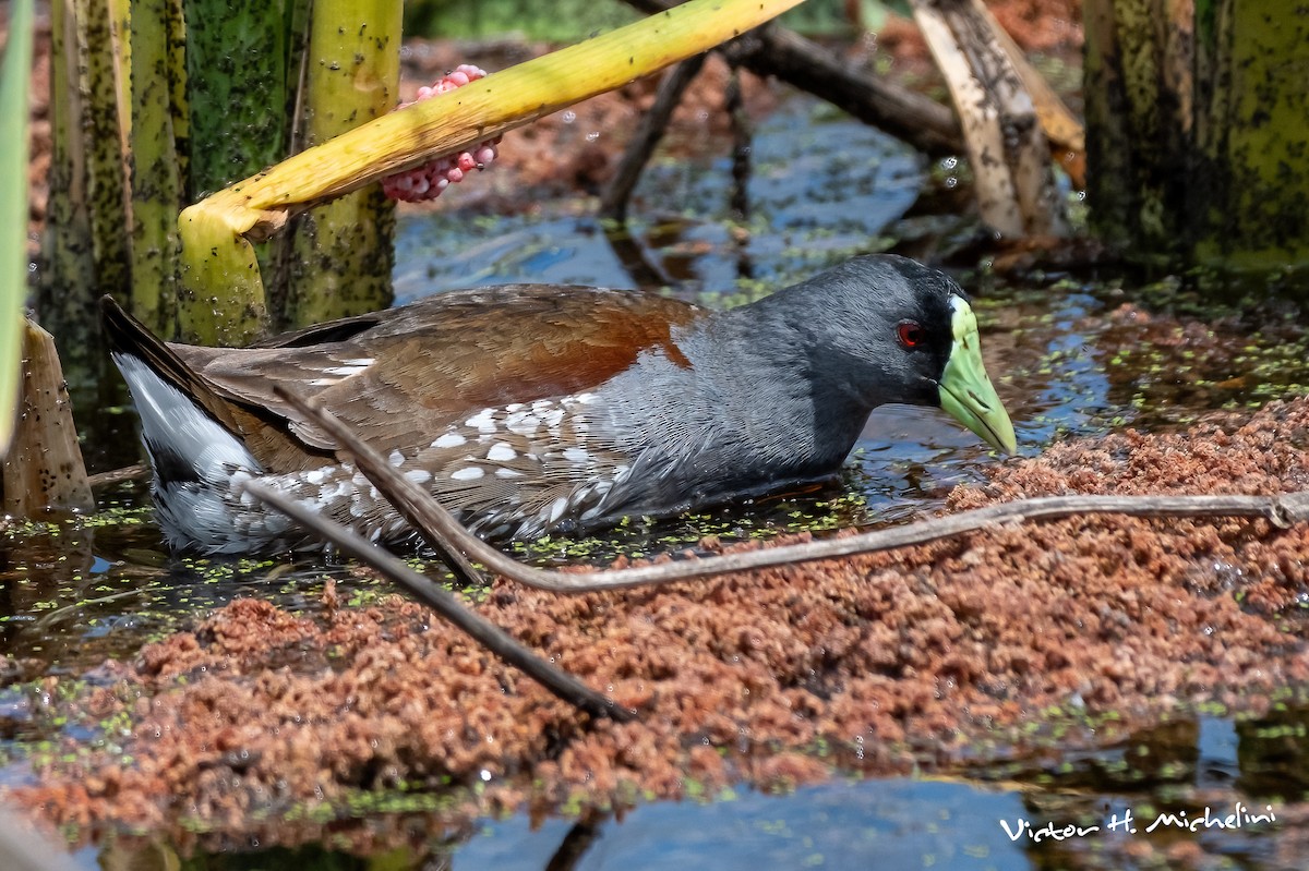 Spot-flanked Gallinule - ML645460255