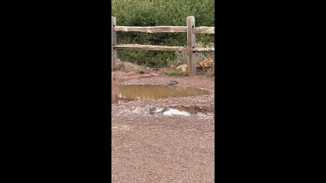 Northern Flicker (Red-shafted) - ML645460261