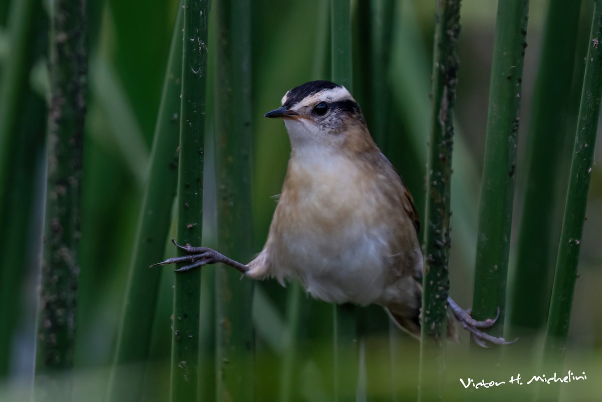 Junquero troglodyte - ML645460264