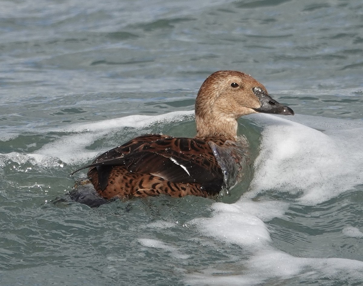 King Eider - ML645460265