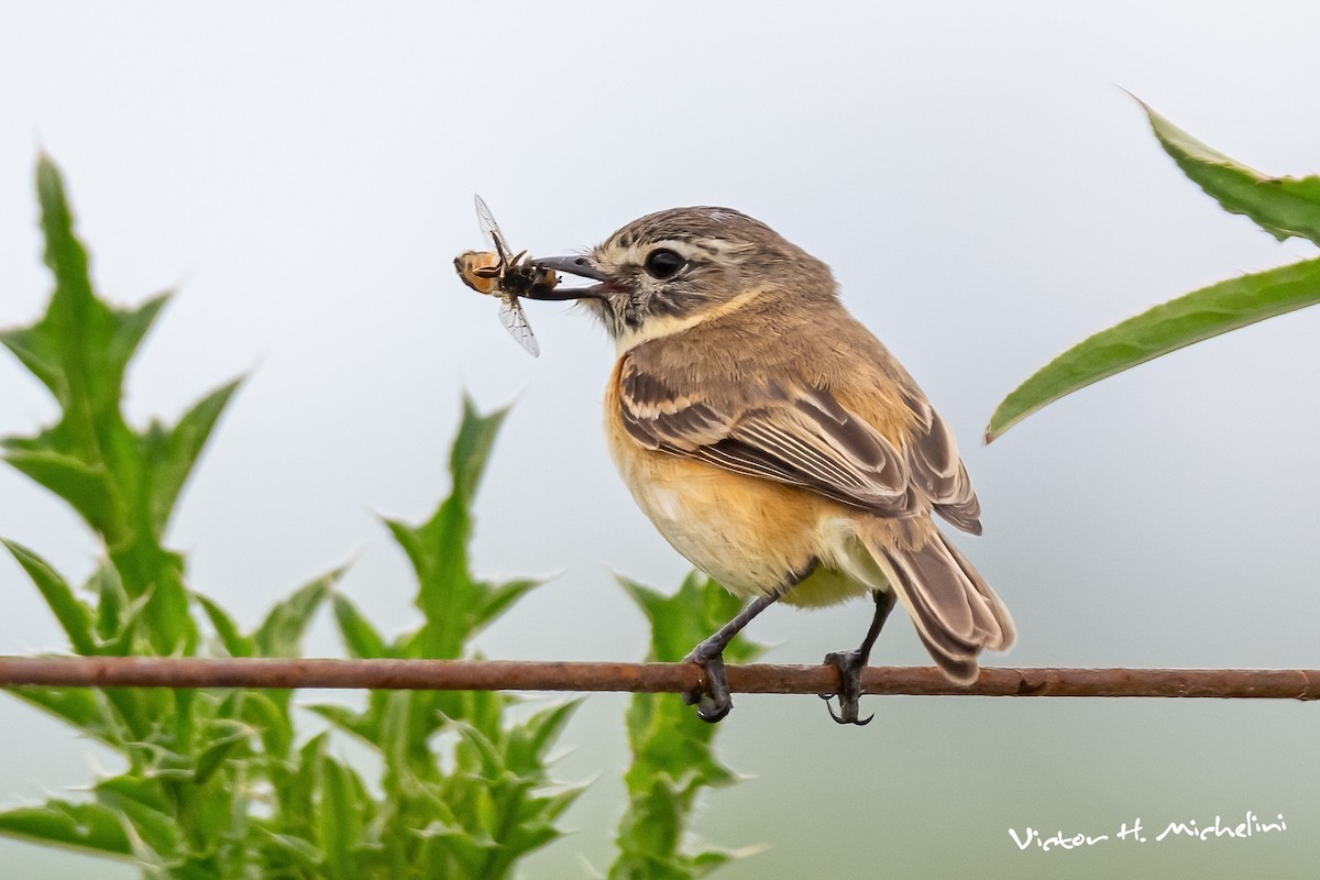 Bearded Tachuri - ML645460279