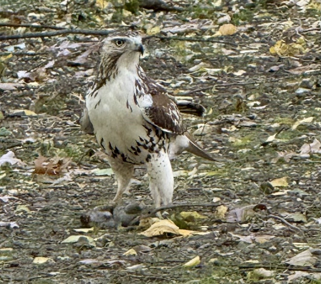 Red-tailed Hawk - ML645460284