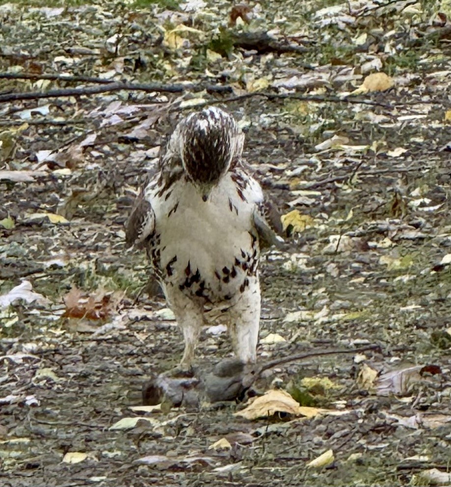 Red-tailed Hawk - ML645460285