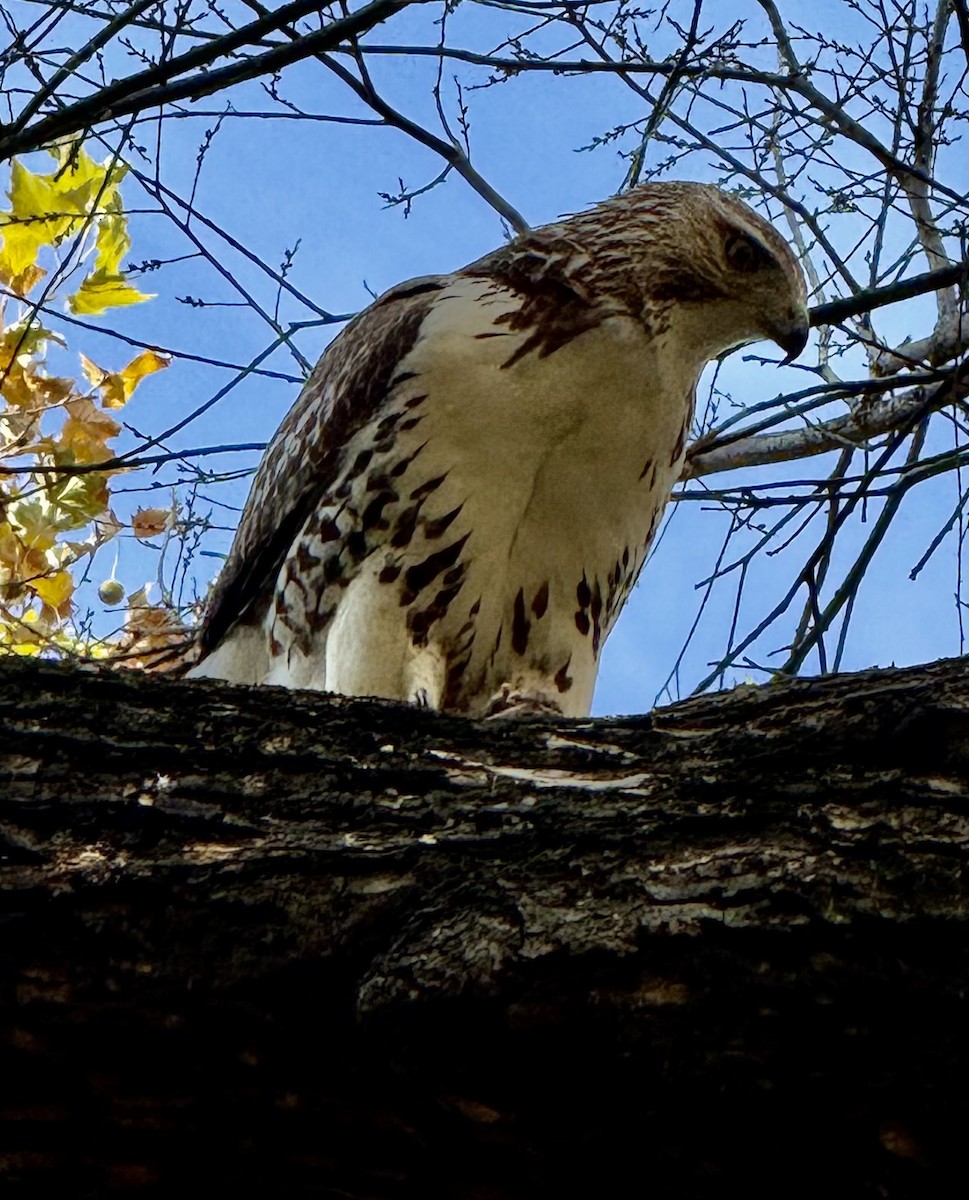 Red-tailed Hawk - ML645460286