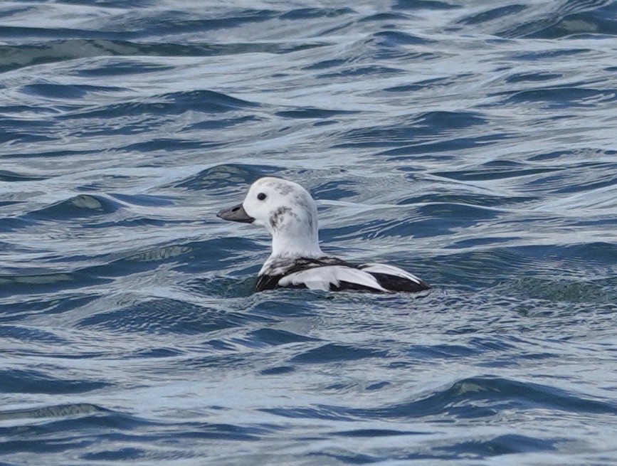 Long-tailed Duck - ML645460288