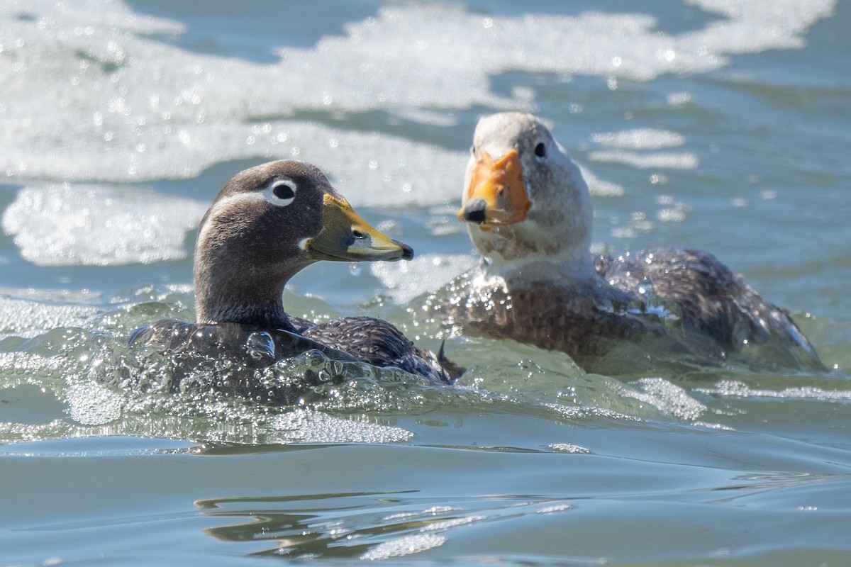 kachyně bělohlavá - ML645460294
