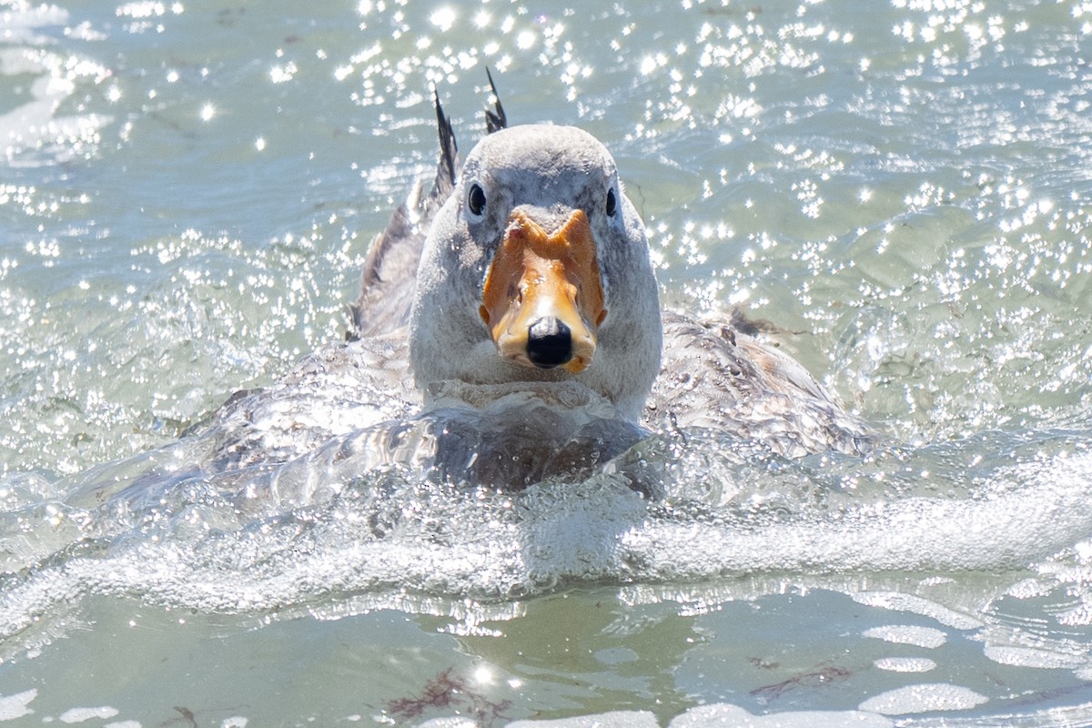 kachyně bělohlavá - ML645460295